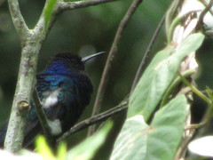 Thalurania watertonii