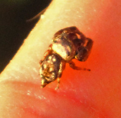 Simaethina