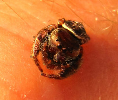 Simaethina