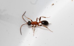 Thaumatogelis gallicus