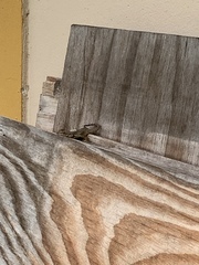 Leiocephalus carinatus