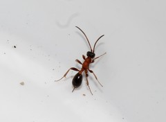 Thaumatogelis gallicus