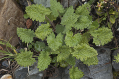 Dracocephalum imberbe