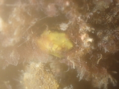 Aplysilla sulfurea