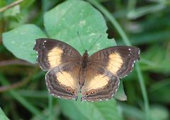 Junonia terea