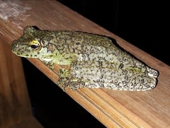 Itapotihyla langsdorffii