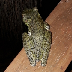 Itapotihyla langsdorffii