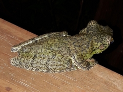 Itapotihyla langsdorffii