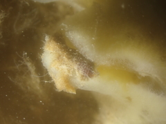 Cerithiopsis tubercularis