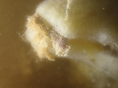 Cerithiopsis tubercularis