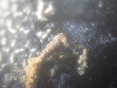 Cerithiopsis tubercularis