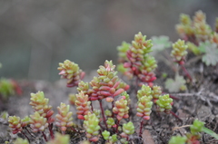Sedum cespitosum