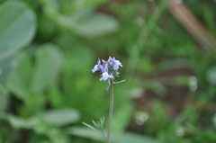 Linaria arvensis