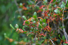 Bakerella tandrokensis