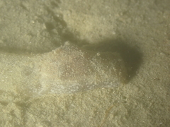 Haminoea navicula