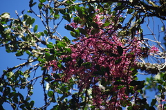Bakerella clavata