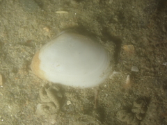 Abra alba