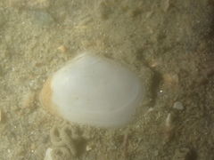 Abra alba