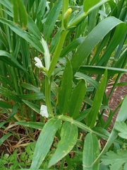 Lathyrus gloeospermus