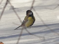 Parus major