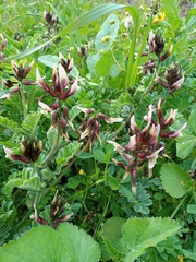 Astragalus palaestinus