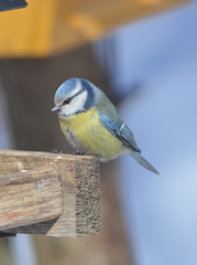 Cyanistes caeruleus