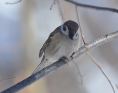 Passer montanus
