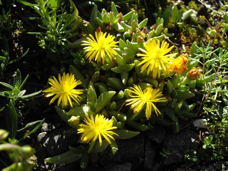 Mesembryanthemum musculinum Haw. 3