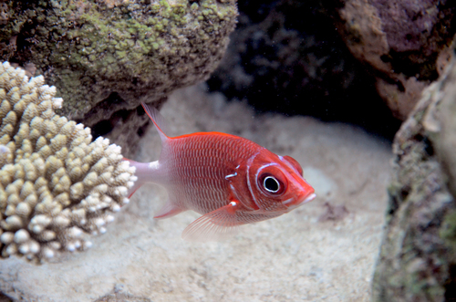 Tailspot Squirrelfish — seen at this dive site