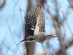 Dendrocopos leucotos