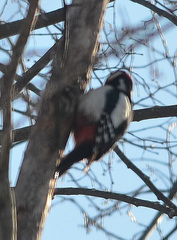 Dendrocopos major