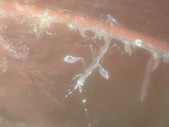 Phtisica marina