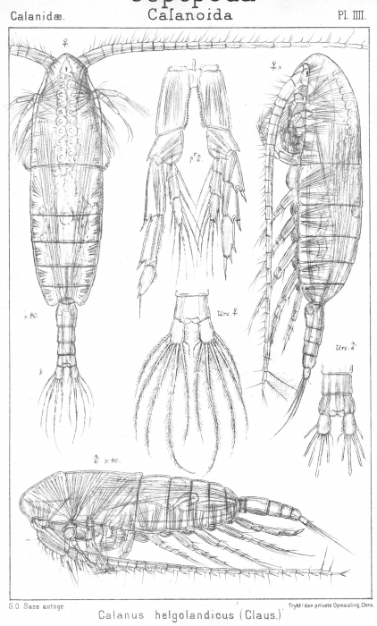 Calanus helgolandicus