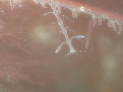 Phtisica marina