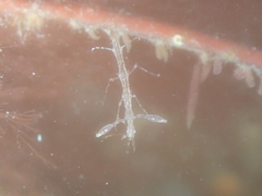 Phtisica marina