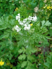 Tordylium aegyptiacum