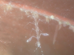 Phtisica marina