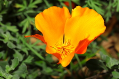 Eschscholzia californica
