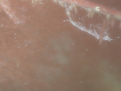 Phtisica marina