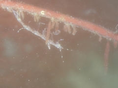 Phtisica marina