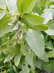 Vicia galilaea