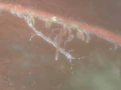 Phtisica marina