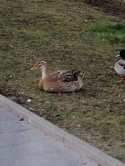 Anas platyrhynchos