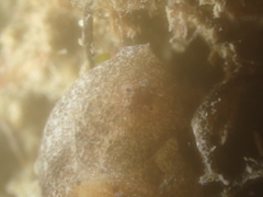 Haminoea navicula