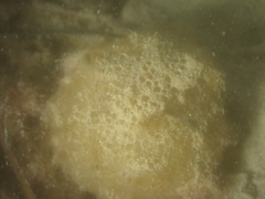 Polyclinum aurantium