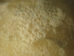 Polyclinum aurantium