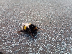 Bombus terrestris