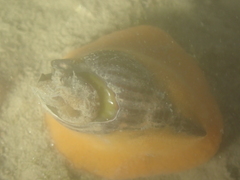 Tritia reticulata