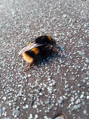 Bombus terrestris