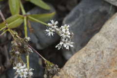 Gypsophila cephalotes